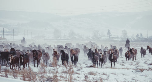 People walking on snow covered landscape