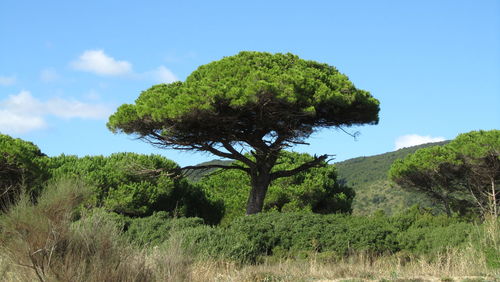 Scenic view of tree on landscape against sky