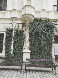 Trees against built structure