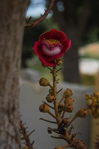 Close-up of red flowering plant