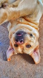 Close-up portrait of a dog