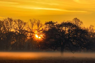 Silhouette trees against dramatic sky during sunset