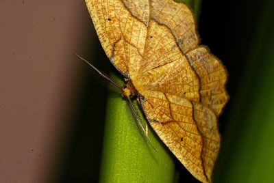 Close-up of insect