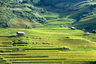 Scenic view of agricultural field