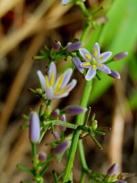 Close-up of purple flowers