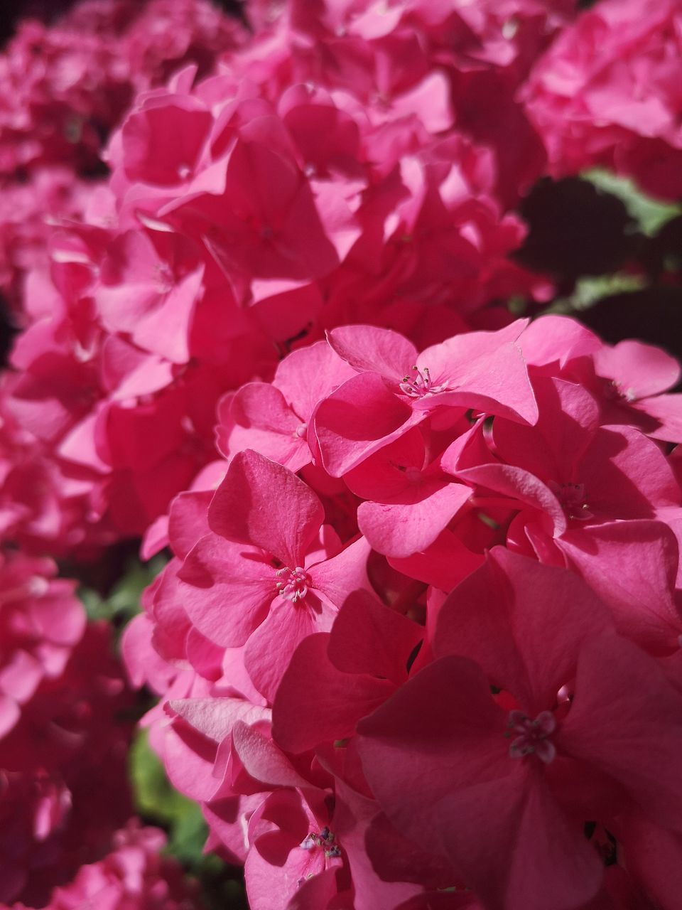 CLOSE-UP OF PINK FLOWERS