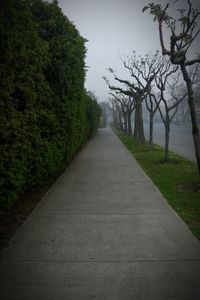 Empty road along trees