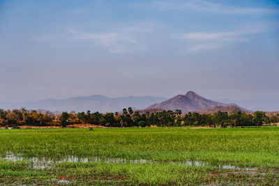 Scenic view of field against sky