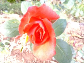 Close-up of red rose