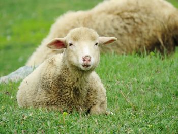 Portrait of sheep on grassy field