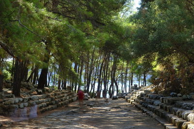 Footpath amidst trees in forest