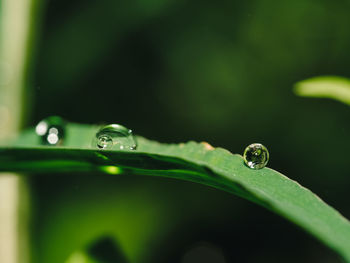 Close-up of water drops on leaf