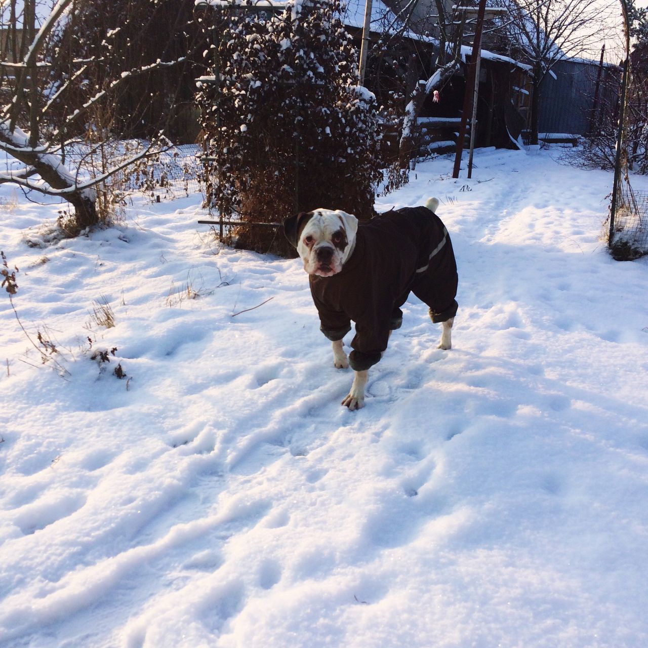 snow, winter, cold temperature, season, domestic animals, dog, weather, pets, animal themes, mammal, covering, one animal, field, white color, tree, full length, covered, nature, frozen, landscape