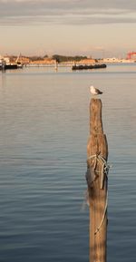 Bird perching on wooden post in sea against sky