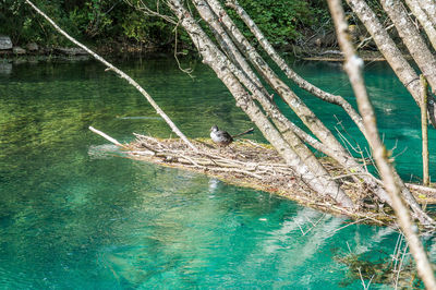 Bird on a tree