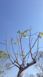 Low angle view of trees against clear blue sky