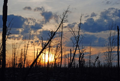 Silhouette plants on field against sky during sunset