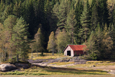 Pine trees in forest