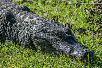 Yacare caiman, caiman yacare.