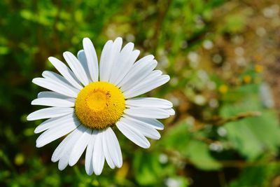 Close-up of white daisy