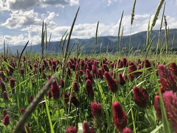 Close-up of flowering plants on field against sky