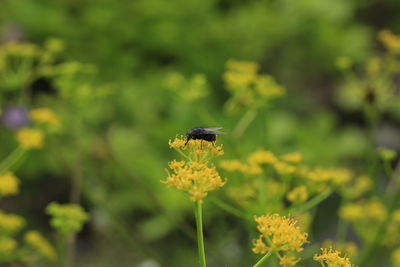 Close-up of insect on plant