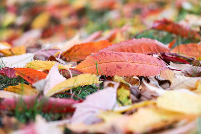 Close-up of dry maple leaves during autumn