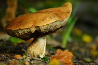 fungus