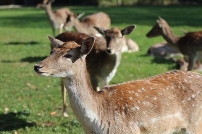 Portrait of deer standing on field