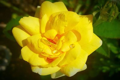 Macro shot of yellow rose