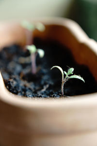 Close-up of potted plant