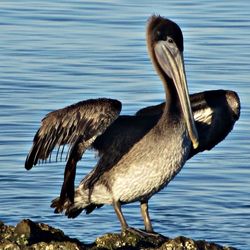 Bird in water