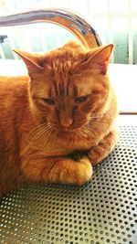 Close-up of cat resting on bed