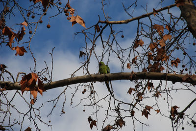 Low angle view of bird perching on bare tree against sky