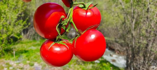 Close-up of red berries growing on plant