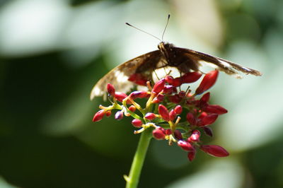 Close-up of insect on red flower