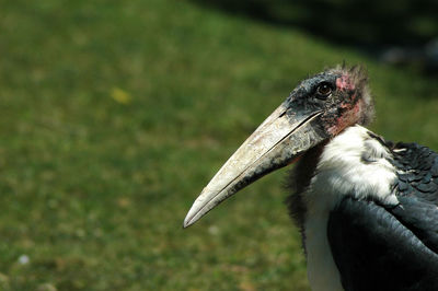 Close-up of a bird on field