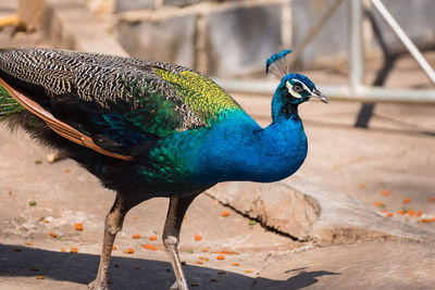 Close-up of peacock