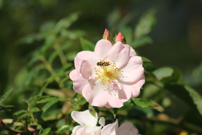 Close-up of pink rose flower