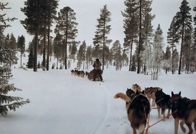 Short stop for sled dogs in beautiful landscape of finnish lapland.