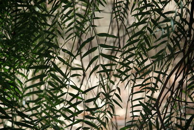 Low angle view of peppertree leaves