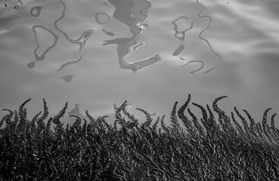 Close-up of plants in lake against sky