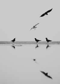 Birds flying over the sea