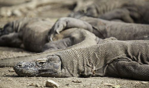 Close-up of lion relaxing on sand