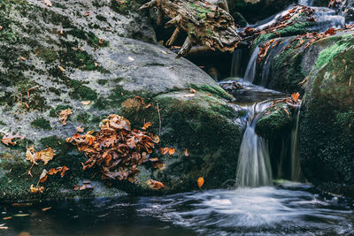 Scenic view of waterfall in forest