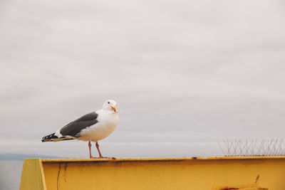 Seagull perching on yellow railing against cloudy sky