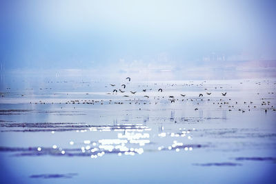 Flock of birds flying over sea during winter