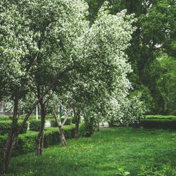 Trees growing on grassy field