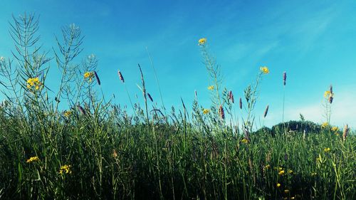 Plants growing on field against blue sky