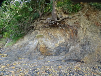 Close-up of tree trunk in forest